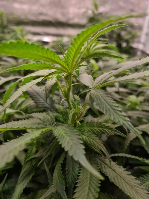 Haze Berry - Royal Queen Seeds. Week 15 - 23-9 #1 Buds