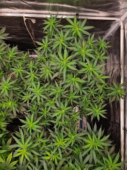 Haze Berry - Royal Queen Seeds. Week 15 - 23-9 #2