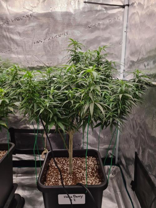 Haze Berry - Royal Queen Seeds. Week 15 - 26-9 #2