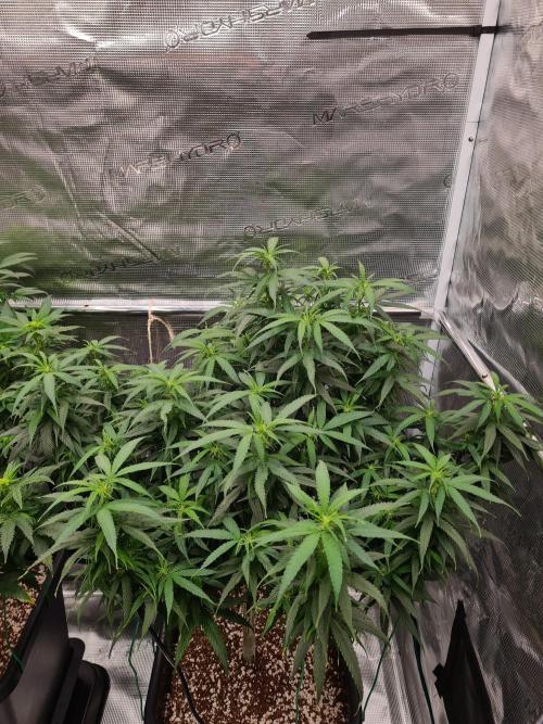 Haze Berry - Royal Queen Seeds. Week 15 - 26-9 #2