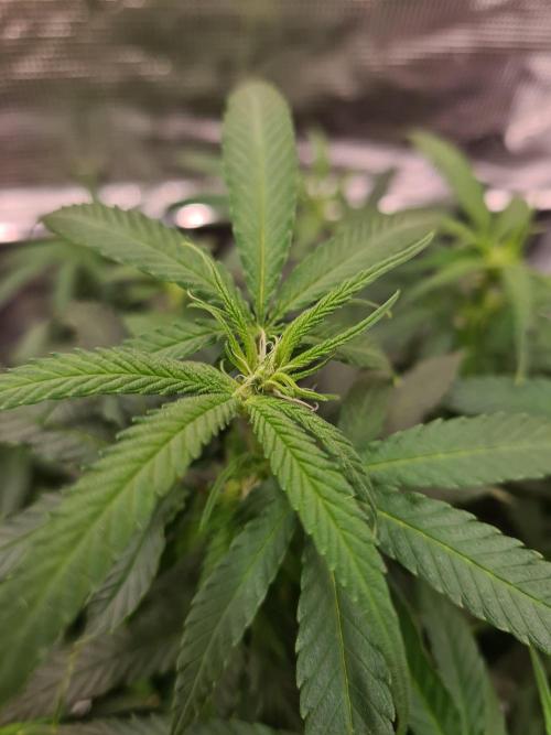 Haze Berry - Royal Queen Seeds. Week 15 - 26-9 #2