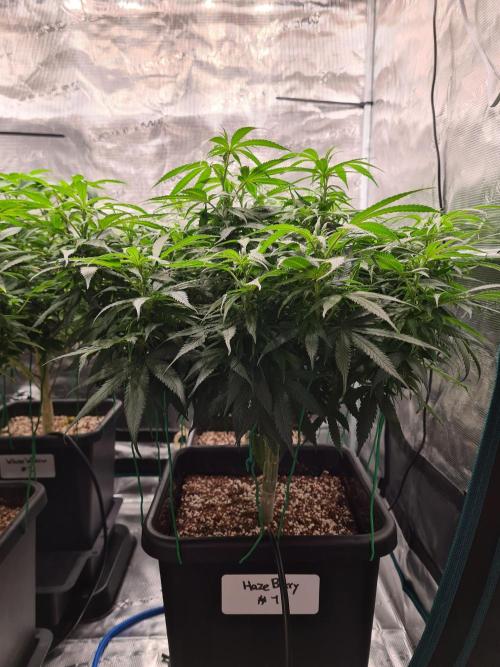 Haze Berry - Royal Queen Seeds. Week 15 - 26-9 #1