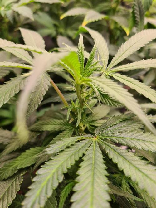 Haze Berry - Royal Queen Seeds. Week 15 - 26-9 #1