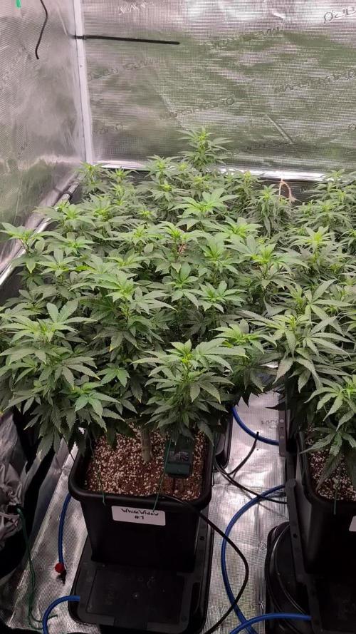 White Widow - Green House Seed Co.