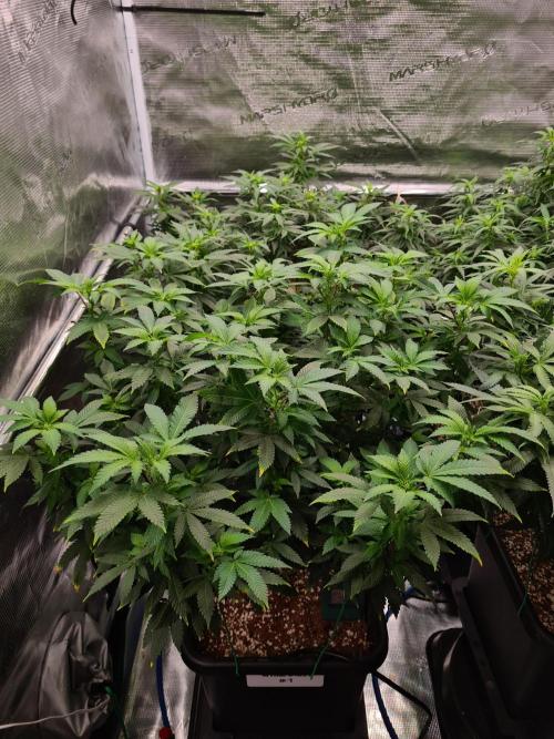 White Widow - Green House Seed Co.. Week 15 - 23-9 #1