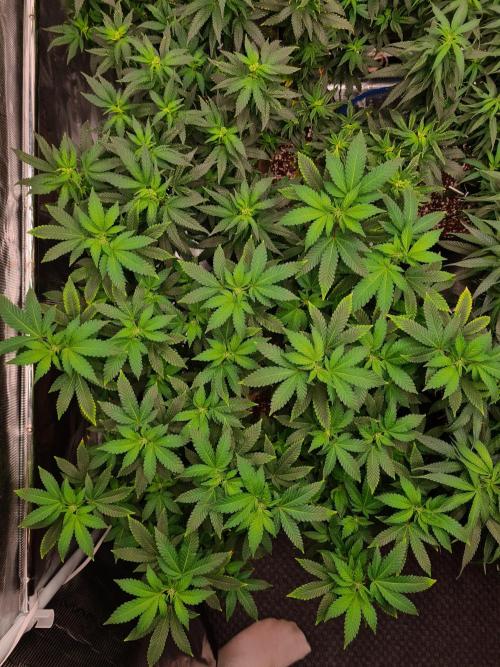 White Widow - Green House Seed Co.. Week 15 - 23-9 #1