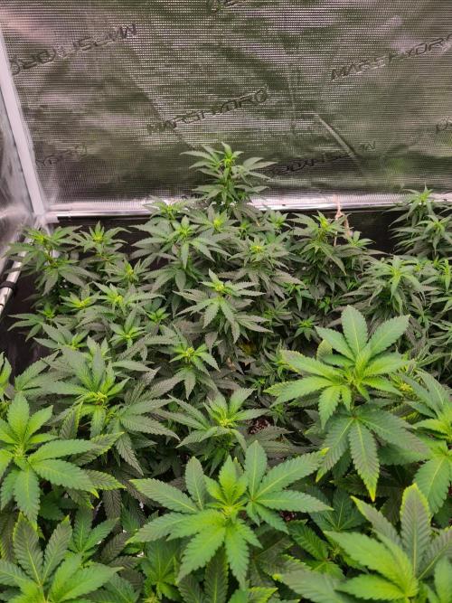 White Widow - Green House Seed Co.. Week 15 - 23-9 #2