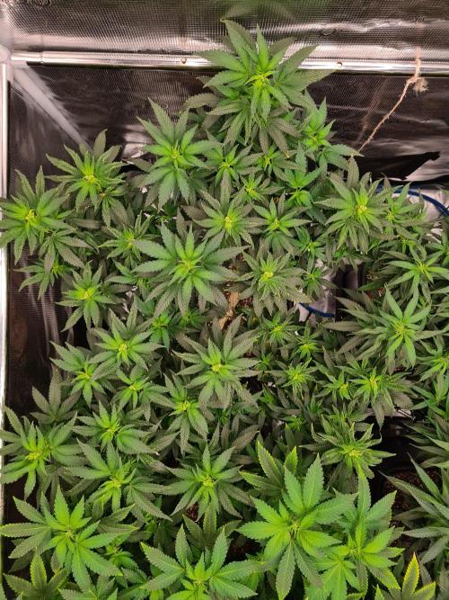 White Widow - Green House Seed Co.. Week 15 - 23-9 #2