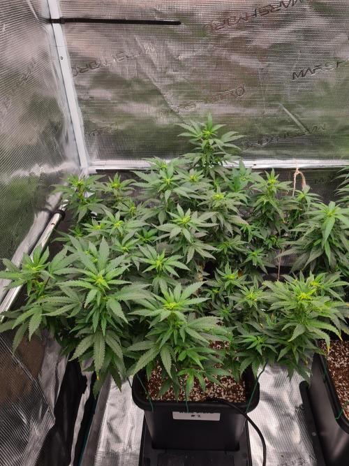 White Widow - Green House Seed Co.. Week 15 - 26-9 #2