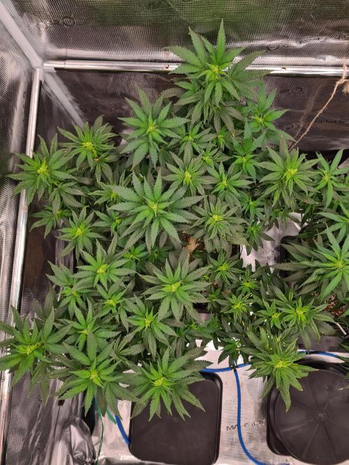 White Widow - Green House Seed Co.. Week 15 - 26-9 #2