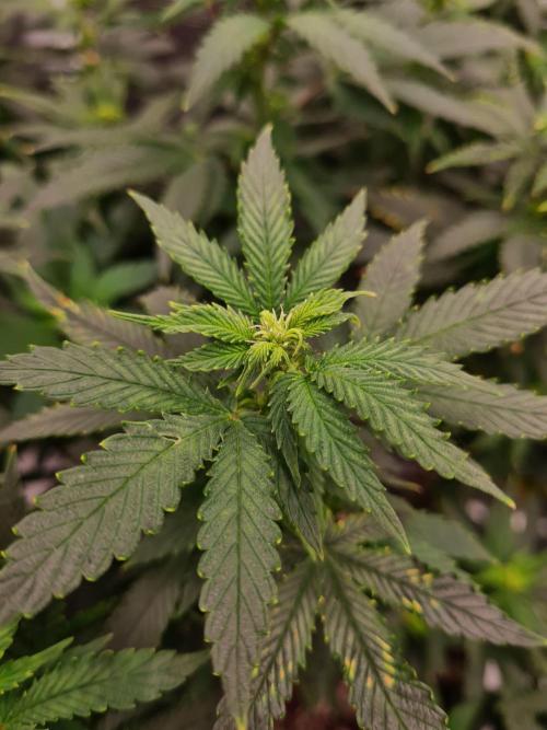 White Widow - Green House Seed Co.. Week 15 - 26-9 #2