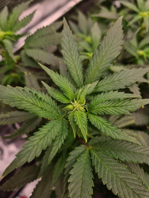 White Widow - Green House Seed Co.. Week 15 - 26-9 #2