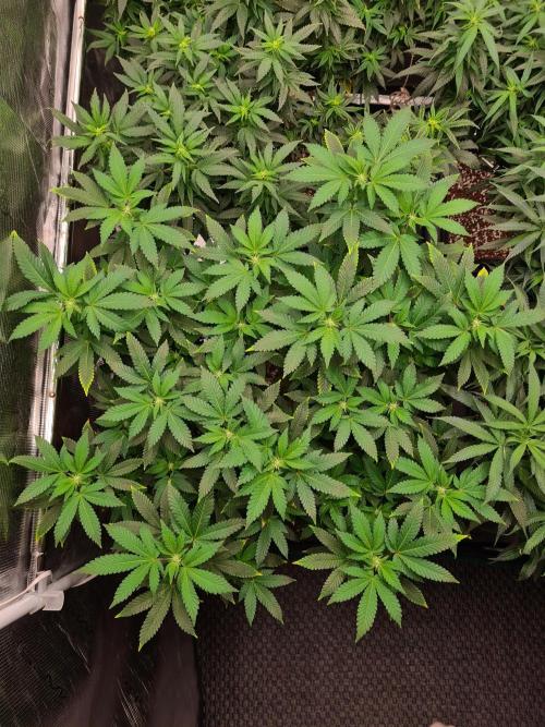 White Widow - Green House Seed Co.. Week 15 - 26-9 #1