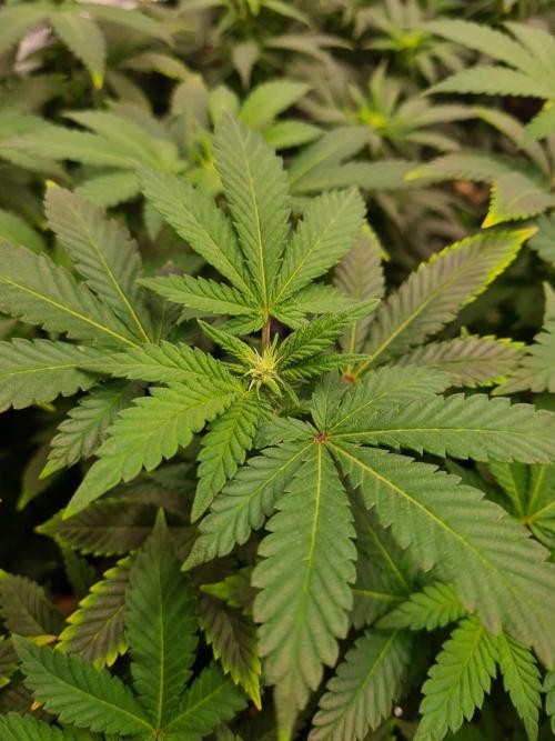 White Widow - Green House Seed Co.. Week 15 - 26-9 #1