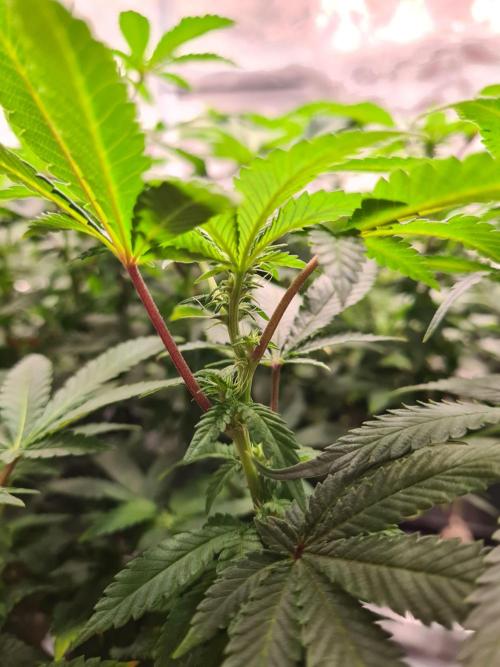 White Widow - Green House Seed Co.. Week 15 - 26-9 #1