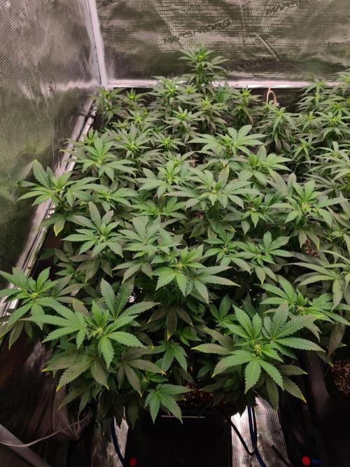 White Widow - Green House Seed Co.. Week 15 - 26-9 #1