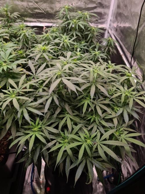 Haze Berry - Royal Queen Seeds. Week 16 - 30-9 #1