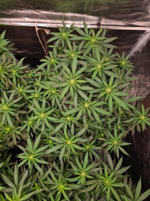 Haze Berry - Royal Queen Seeds. Week 16 - 30-9 #2