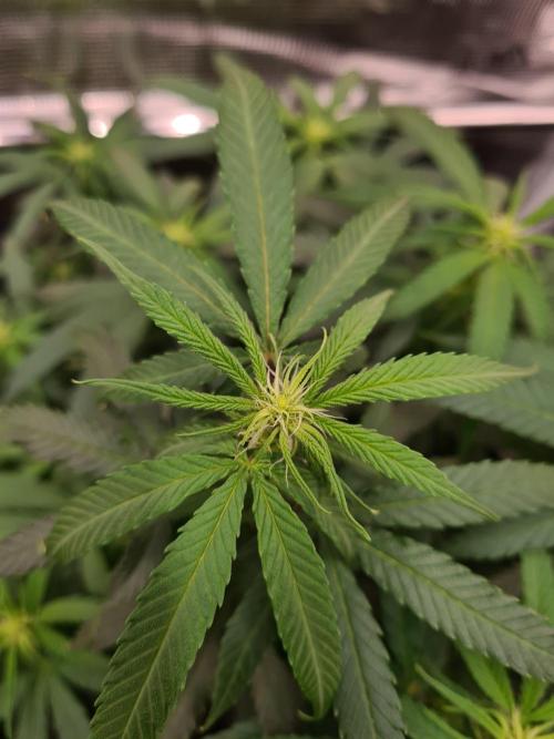 Haze Berry - Royal Queen Seeds. Week 16 - 30-9 #2