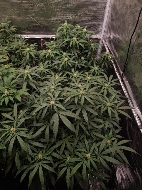 Haze Berry - Royal Queen Seeds. Week 16 - 6-10