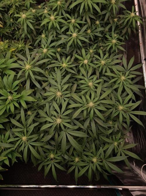 Haze Berry - Royal Queen Seeds. Week 16 - 6-10 #1