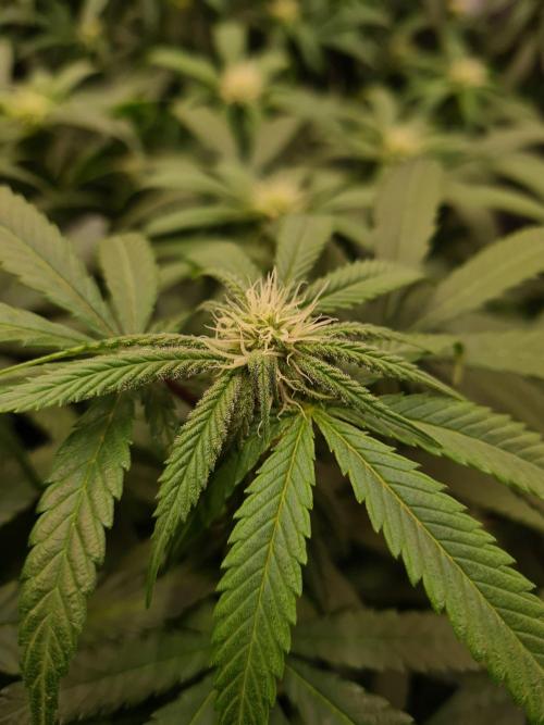 Haze Berry - Royal Queen Seeds. Week 16 - 6-10 #1