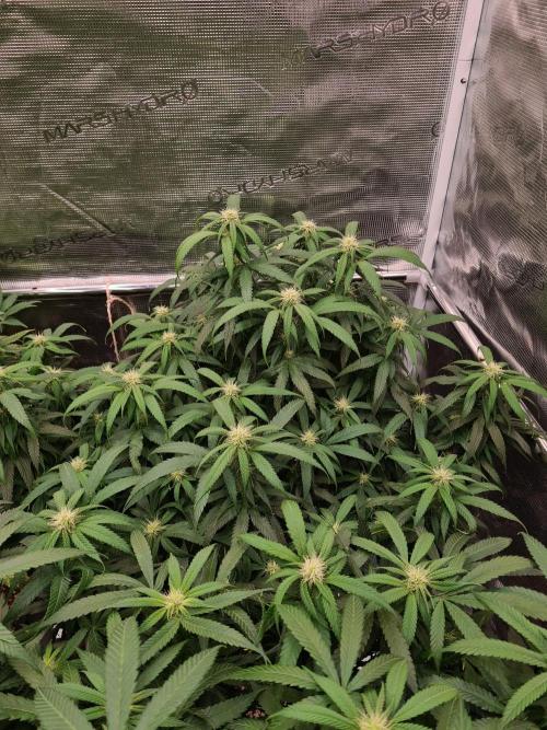 Haze Berry - Royal Queen Seeds. Week 16 - 6-10 #2