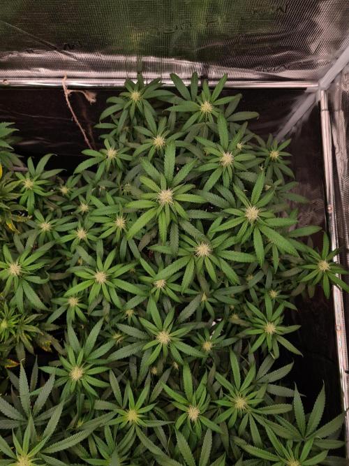 Haze Berry - Royal Queen Seeds. Week 16 - 6-10 #2