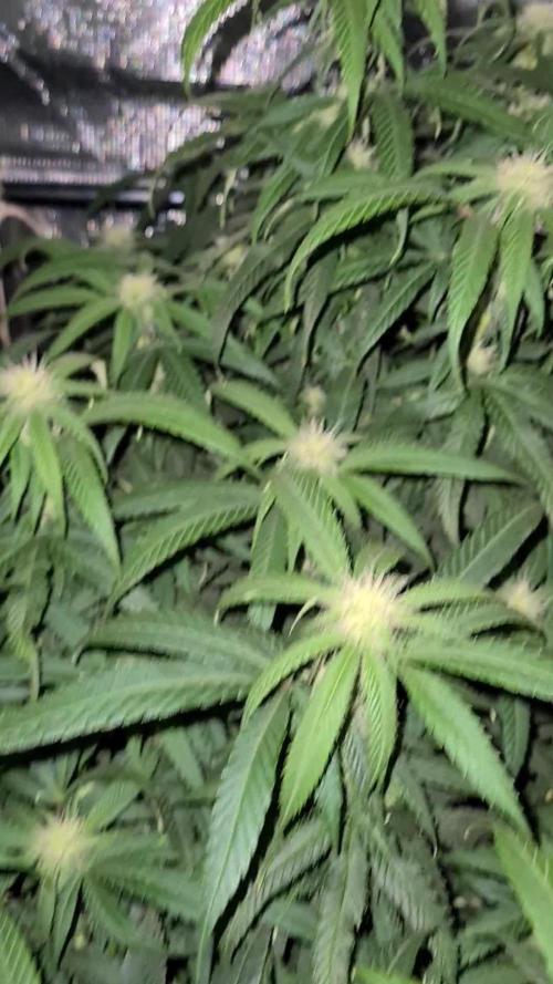 Haze Berry - Royal Queen Seeds