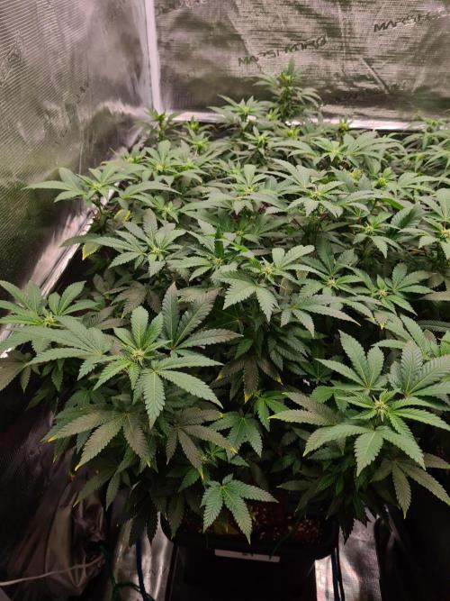 White Widow - Green House Seed Co.. Week 16 - 30-9 #1