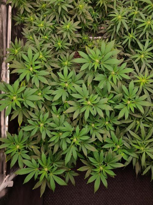 White Widow - Green House Seed Co.. Week 16 - 30-9 #1