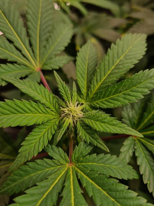 White Widow - Green House Seed Co.. Week 16 - 30-9 #1