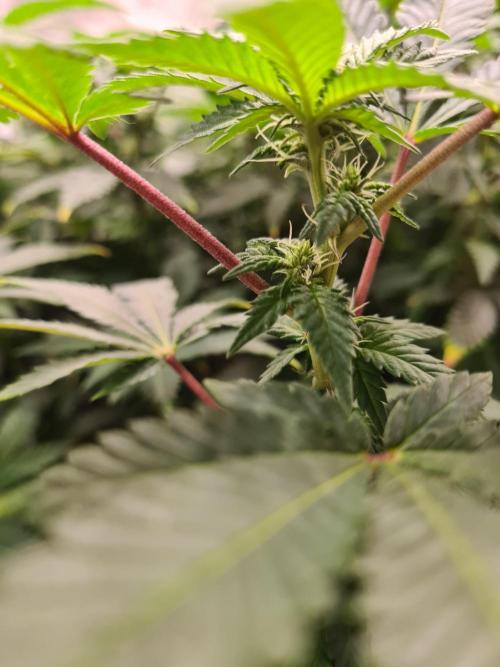 White Widow - Green House Seed Co.. Week 16 - 30-9 #1