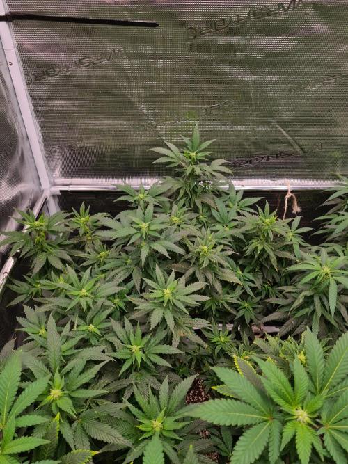 White Widow - Green House Seed Co.. Week 16 - 30-9 #2