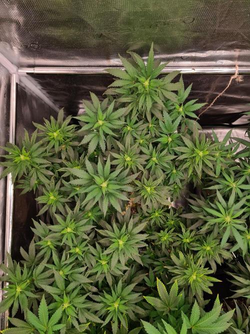 White Widow - Green House Seed Co.. Week 16 - 30-9 #2