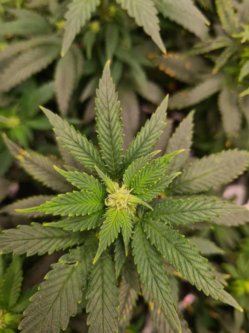 White Widow - Green House Seed Co.. Week 16 - 30-9 #2