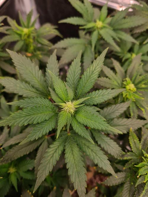 White Widow - Green House Seed Co.. Week 16 - 30-9 #2