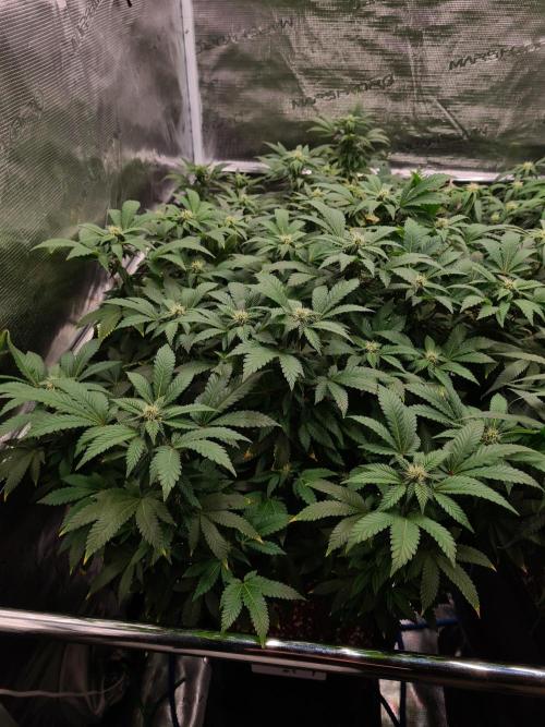 White Widow - Green House Seed Co.. Week 16 - 6-10 #1