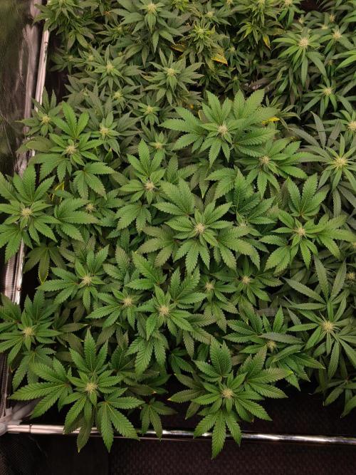 White Widow - Green House Seed Co.. Week 16 - 6-10 #1