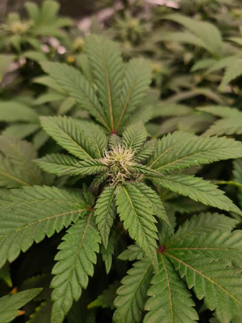 White Widow - Green House Seed Co.. Week 16 - 6-10 #1