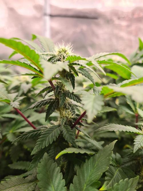 White Widow - Green House Seed Co.. Week 16 - 6-10 #1