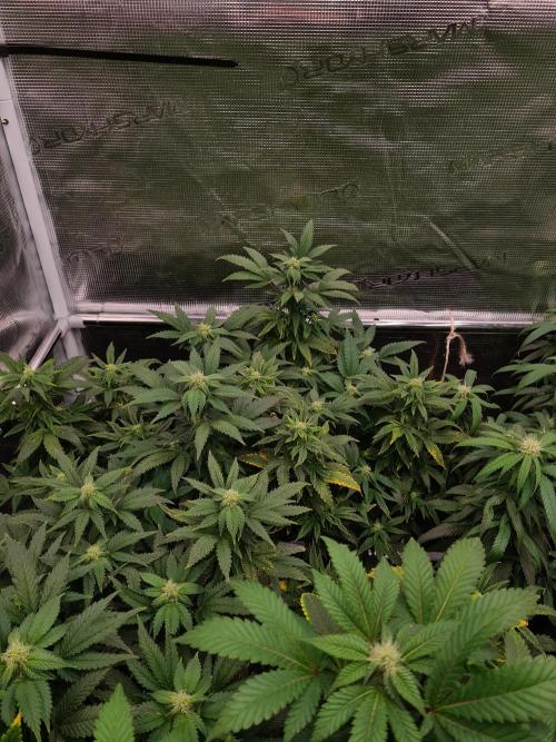 White Widow - Green House Seed Co.. Week 16 - 6-10 #2