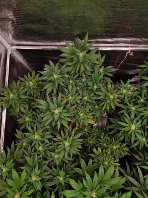 White Widow - Green House Seed Co.. Week 16 - 6-10 #2