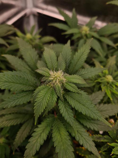 White Widow - Green House Seed Co.. Week 16 - 6-10 #2