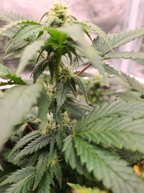 White Widow - Green House Seed Co.. Week 16 - 6-10 #2
