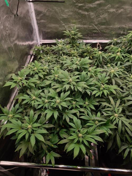 White Widow - Green House Seed Co.. Week 16 - 6-10
