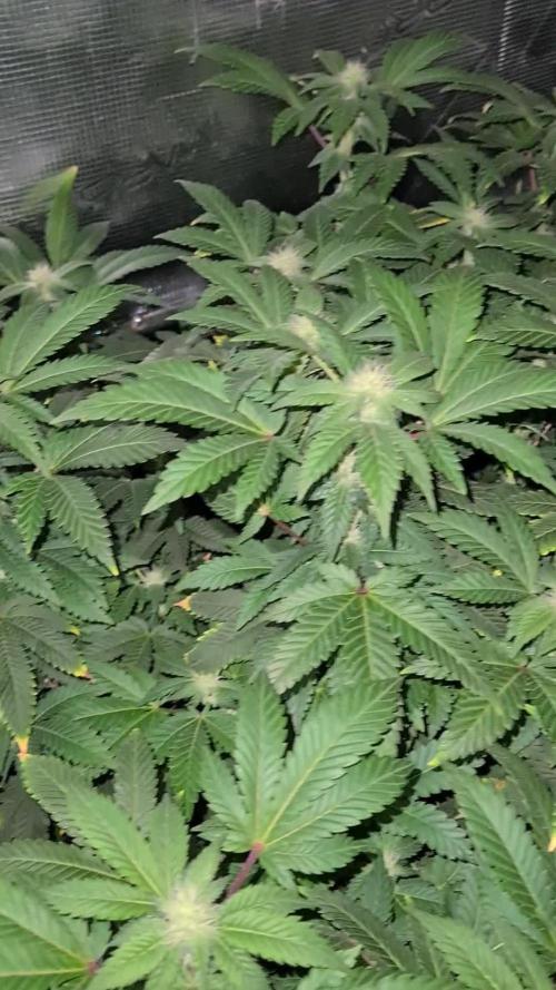 White Widow - Green House Seed Co.