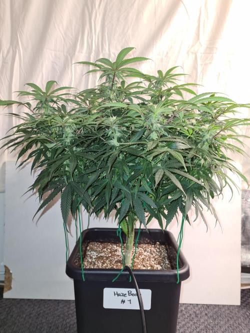 Haze Berry - Royal Queen Seeds. Week 17 - 10-10 #1 Before Defol