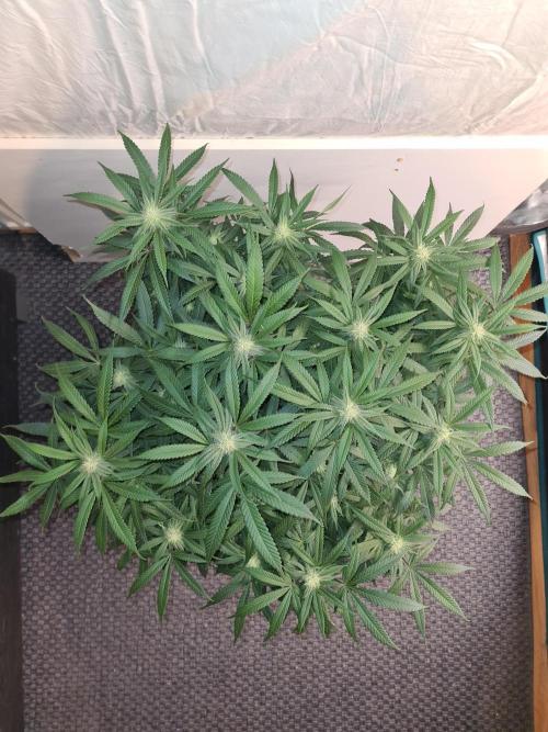 Haze Berry - Royal Queen Seeds. Week 17 - 10-10 #1 Before Defol