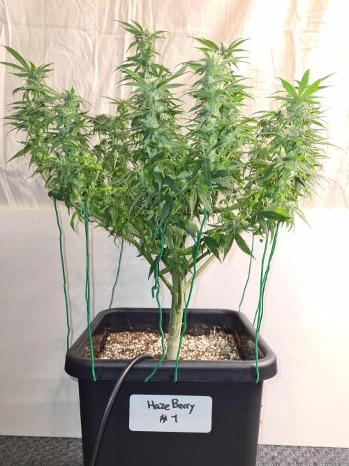 Haze Berry - Royal Queen Seeds. Week 17 - 10-10 #1 After Defol